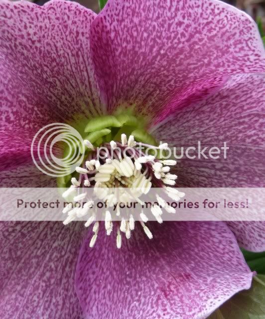 http://i72.photobucket.com/albums/i179/Cheerypeabrain/2012/028-1.jpg