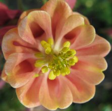 http://www.touchwoodplants.co.uk/images/691%20aquilegia%20dark%20pink%20shading%20apricot%20double%20222%20IMG_0022.jpg