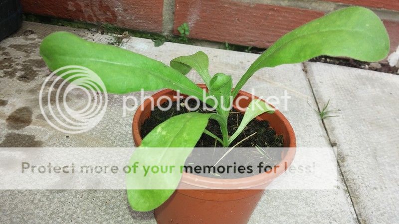 http://i83.photobucket.com/albums/j309/Cairnsie13/20150706_164802_zpszwplejfr.jpg