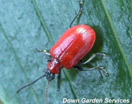 http://www.downgardenservices.org.uk/lilybeetle12.jpg