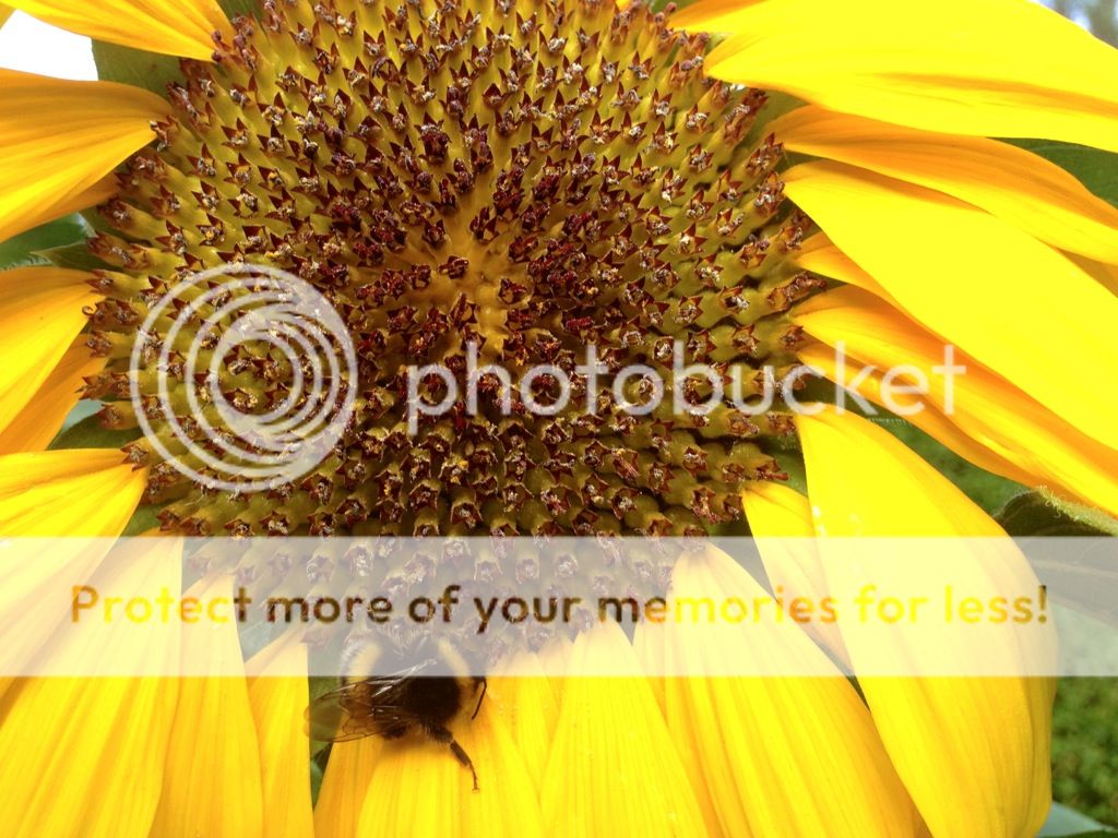 http://i232.photobucket.com/albums/ee192/thebear843/Garden/file_zpsa548215f.jpg