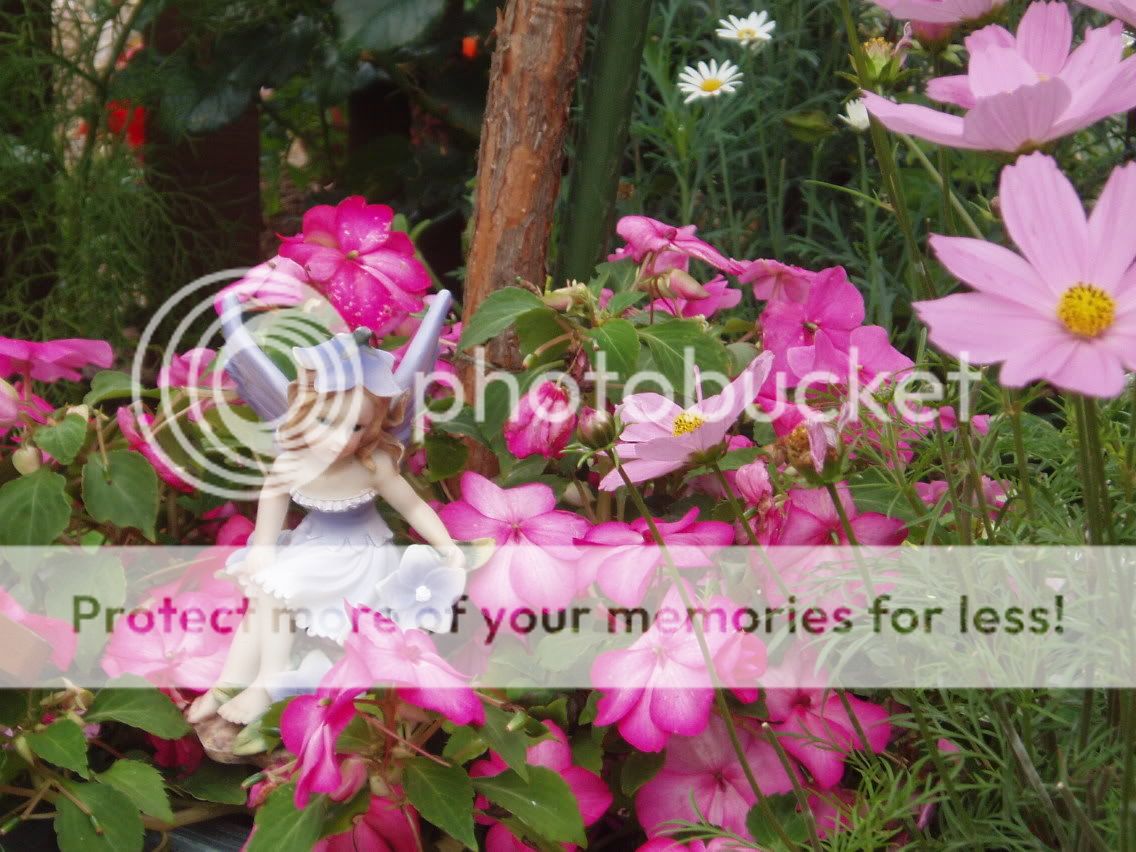 http://i50.photobucket.com/albums/f350/streptocarpus/Captured2005-4-24allsorts00056.jpg