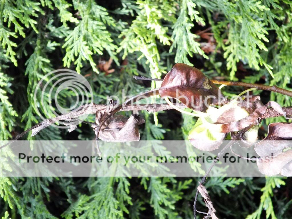 http://i1232.photobucket.com/albums/ff372/Parsley19/DSCF1428_zpsb7b78f4e.jpg