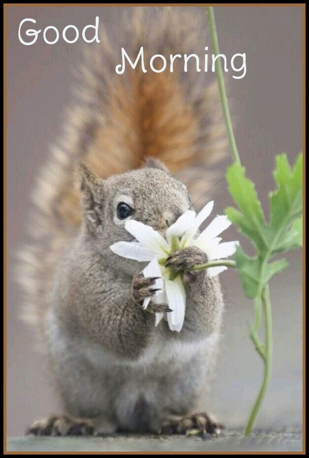 Good Morning  Cute animals Animals beautiful Cute squirrel