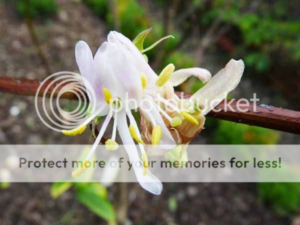 http://i703.photobucket.com/albums/ww32/Owdboggy/Xmas%20Flowers%202011/LoniceraBudpest.jpg