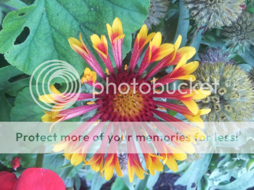http://i1300.photobucket.com/albums/ag97/Bev_Pounsett-Krynauw/29b18-08-13_zpsc419f26c.jpg