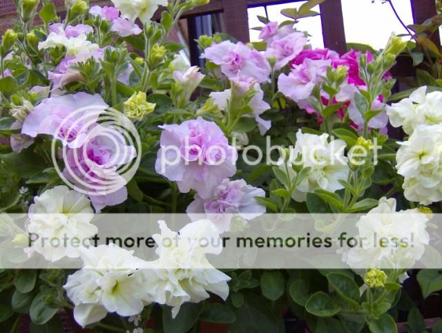 http://i1131.photobucket.com/albums/m551/lilylouise1/allsorts017.jpg