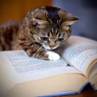 moggy7875VSZvVQT
