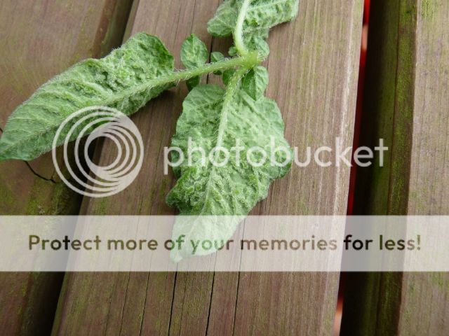 http://i703.photobucket.com/albums/ww32/Owdboggy/c8fe5c84-79d6-4a76-bdf2-0ec8b4dca4aa.jpg