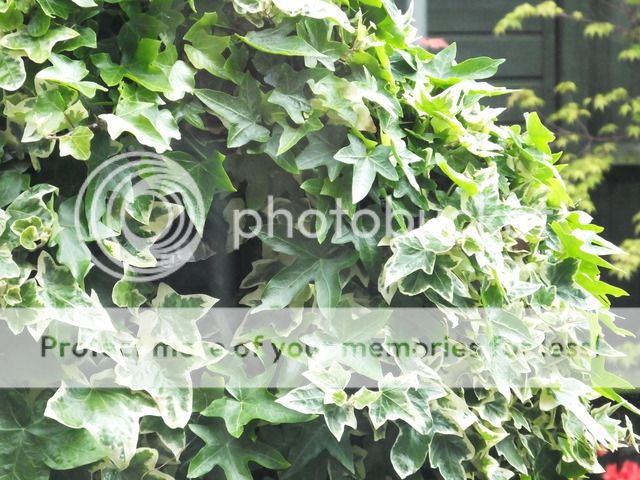 http://i27.photobucket.com/albums/c186/DavidKnapper/003_zpscn3tbrww.jpg