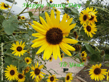 http://i1143.photobucket.com/albums/n627/thedogcody/SunnyDay2.gif