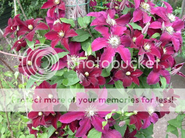 http://i27.photobucket.com/albums/c186/DavidKnapper/DSCN0388.jpg