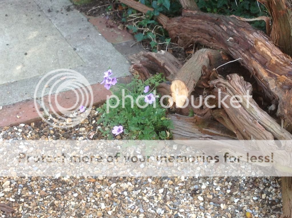 http://i1153.photobucket.com/albums/p501/Lyrad14/garden%20Sept%2014/a6dfc606989476dc26c7c3e00d19b2ec_zpsf7332efd.jpg