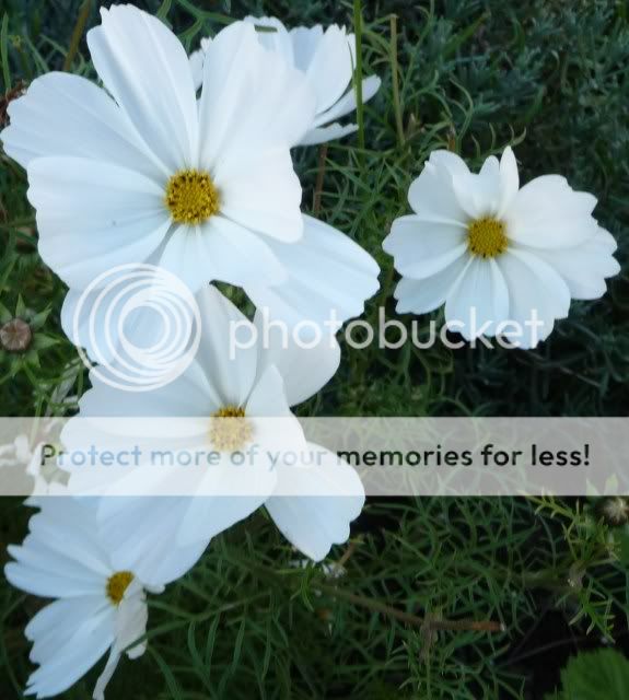 http://i72.photobucket.com/albums/i179/Cheerypeabrain/2012/P1040675_zps229aaeaa.jpg
