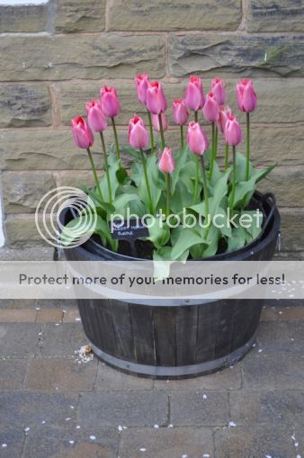 http://i232.photobucket.com/albums/ee192/thebear843/Garden/file_zpsa5a774bd.jpg