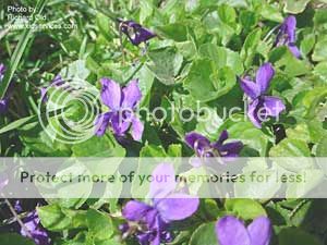 http://img.photobucket.com/albums/v11/otnorot/2397a_zpsbe7af50b.jpg