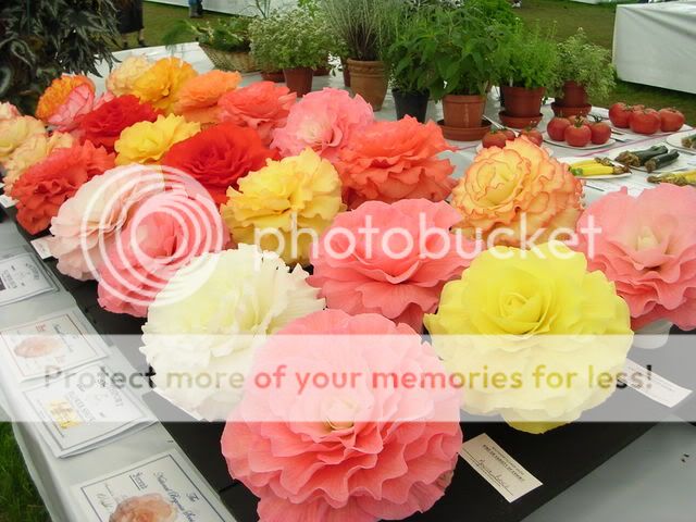 http://i27.photobucket.com/albums/c186/DavidKnapper/DSCN0589.jpg