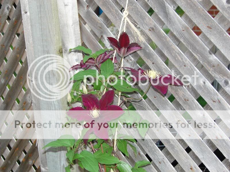 http://img.photobucket.com/albums/v11/otnorot/All%20plants/030.jpg
