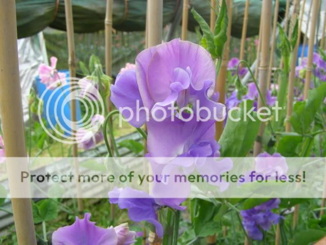 http://i27.photobucket.com/albums/c186/DavidKnapper/Eagle%20Sweet%20Peas/P8060012.jpg