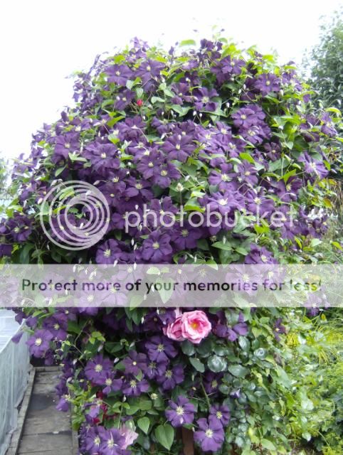 http://i1131.photobucket.com/albums/m551/lilylouise1/garden034.jpg