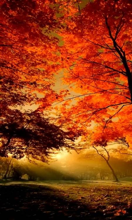 Autumn Morning - Android Wallpapers HTC T-Mobile G2 G1 Wallpapers free  download  Landscape wallpaper Scenery Autumn scenes