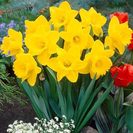 Image result for daffodil King alfred