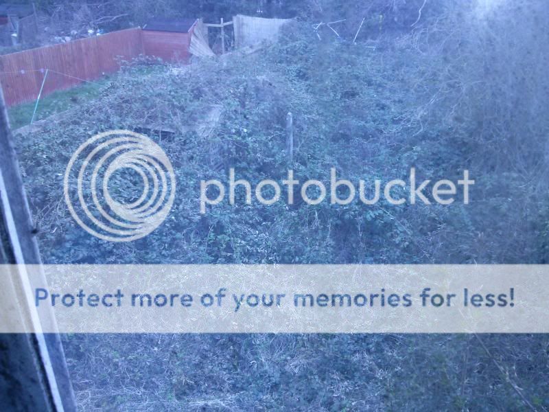 http://i11.photobucket.com/albums/a199/tonydtiger/Garden.jpg