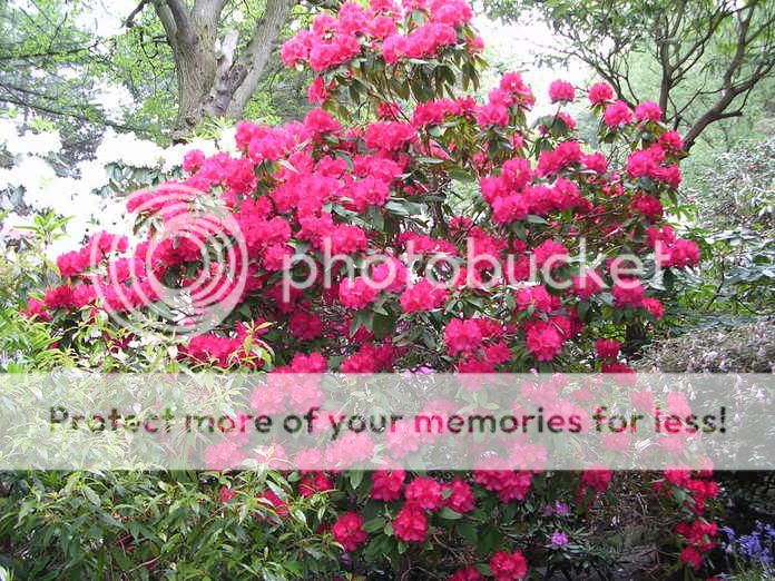 http://i27.photobucket.com/albums/c186/DavidKnapper/DSCN0092.jpg