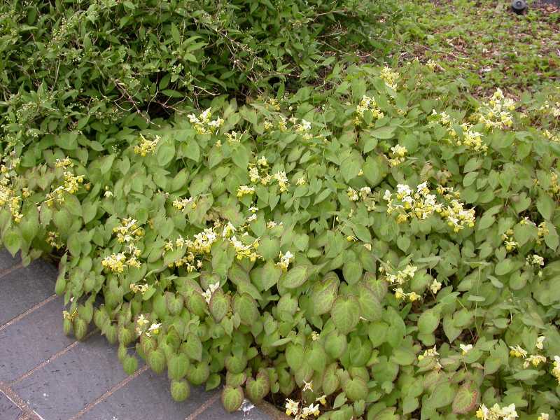 http://www.missouribotanicalgarden.org/Portals/0/PlantFinder/low/C650-0410050tap.jpg