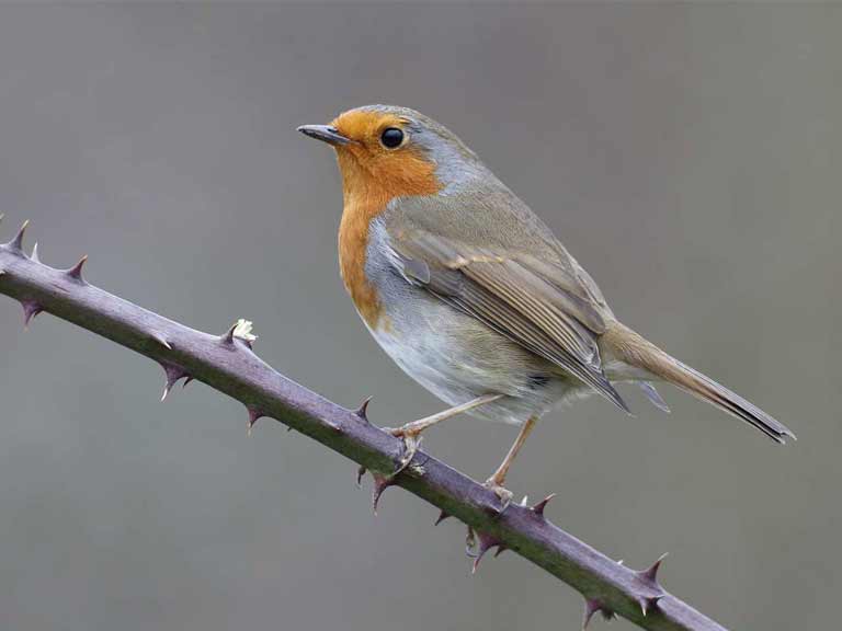 Image result for Garden birds images