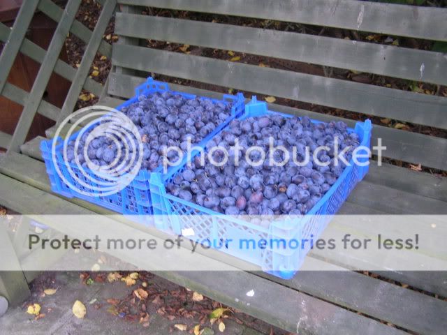 http://i27.photobucket.com/albums/c186/DavidKnapper/001-11.jpg