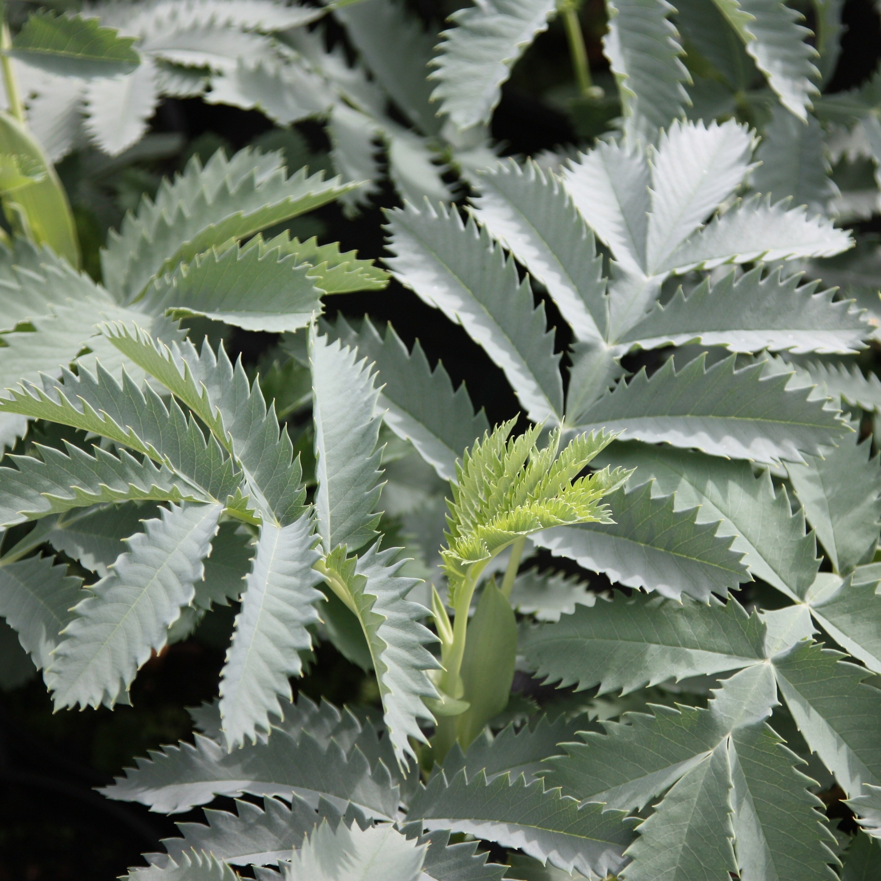 Image result for melianthus major
