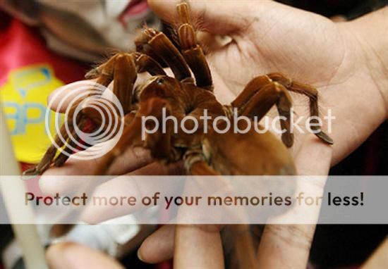 http://i1143.photobucket.com/albums/n627/thedogcody/Goliath-Birdeater.jpg