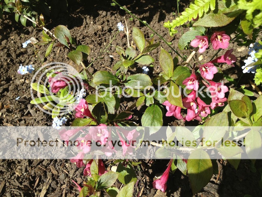 http://i225.photobucket.com/albums/dd185/anotherspirit/IMG_1444.jpg