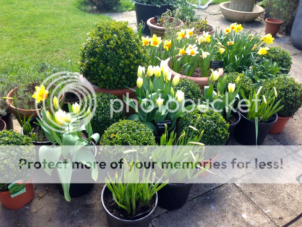 http://i232.photobucket.com/albums/ee192/thebear843/Garden/file_zps3a37ab9e.jpg
