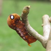 hortulanus