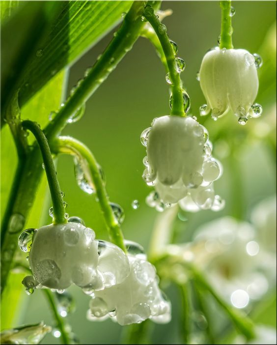 Laura on Twitter  Lily of the valley flowers Lily of the valley Amazing  flowers