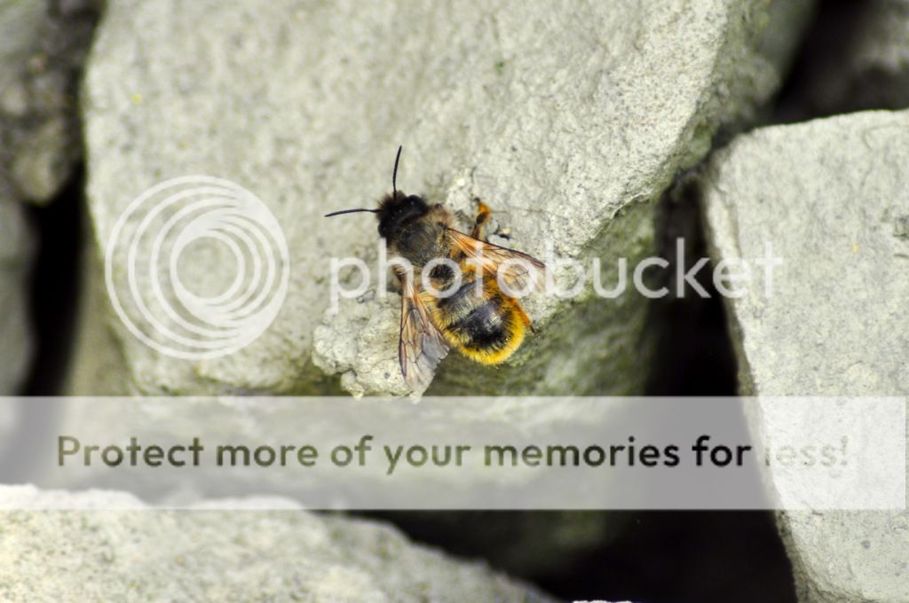 http://i232.photobucket.com/albums/ee192/thebear843/Garden/file_zpsab8c1dcb.jpg