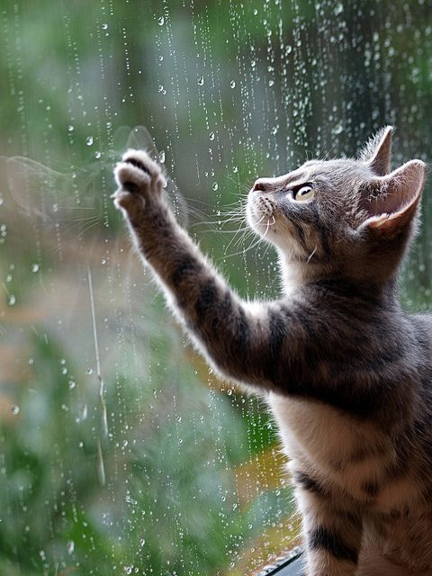 Sylvies first rain With images  Raining cats and dogs Cute