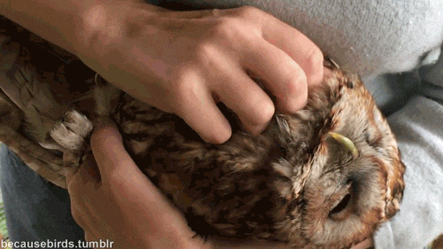 Image result for cuddly owl gif