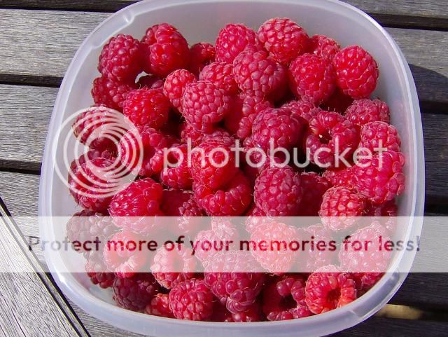 http://i1131.photobucket.com/albums/m551/lilylouise1/garden062.jpg