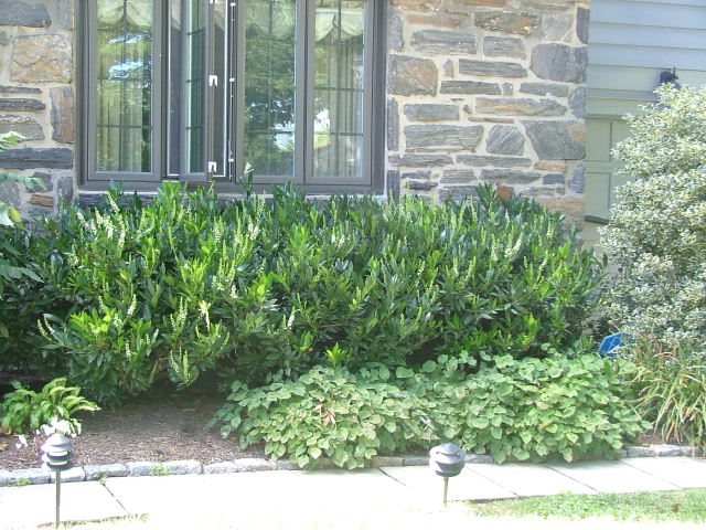 Image result for prunus otto luyken