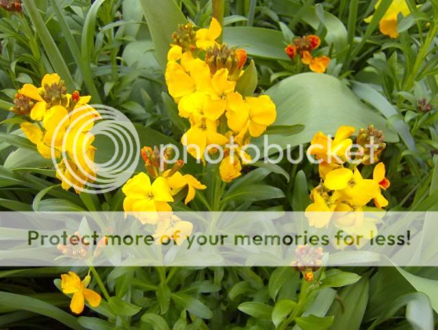 http://i1131.photobucket.com/albums/m551/lilylouise1/gardengreenhouse015.jpg