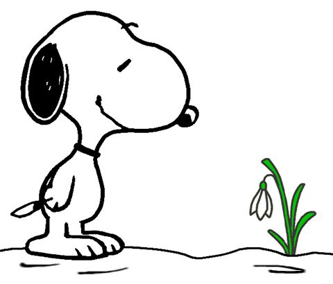 Snoopy Enjoying the First Snowdrop of the Year