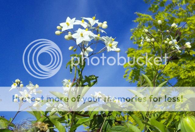 http://i1131.photobucket.com/albums/m551/lilylouise1/endofsummerflowers014_zps7370e8cb.jpg