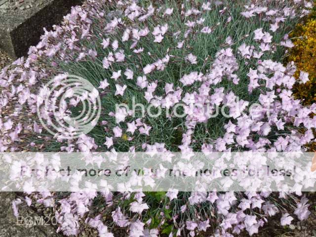 http://i703.photobucket.com/albums/ww32/Owdboggy/June%20misc%202015/June%20misc%202015%20001.jpg
