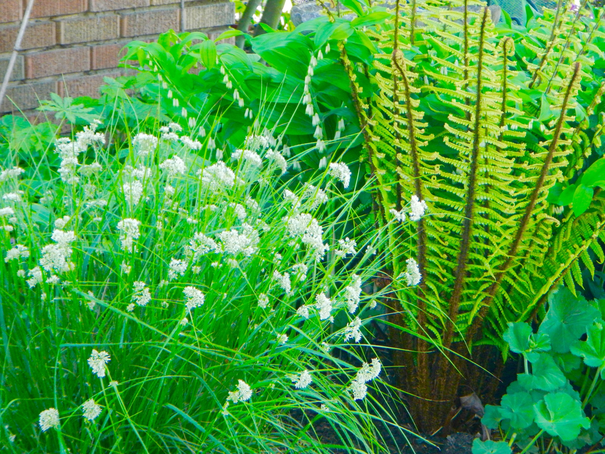 Image result for luzula nivea ferns