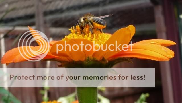 http://i72.photobucket.com/albums/i179/Cheerypeabrain/Wildlife/P1040173.jpg