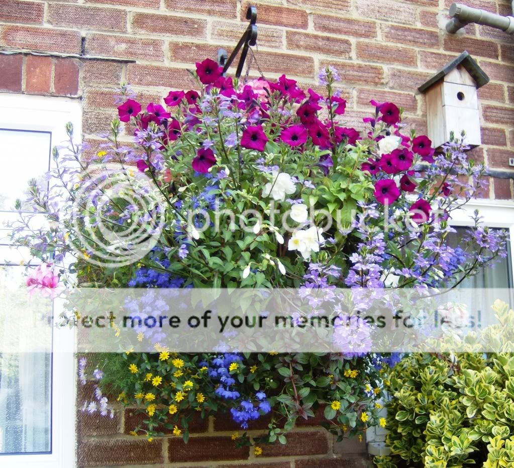 http://i1131.photobucket.com/albums/m551/lilylouise1/frontgarden50709017.jpg