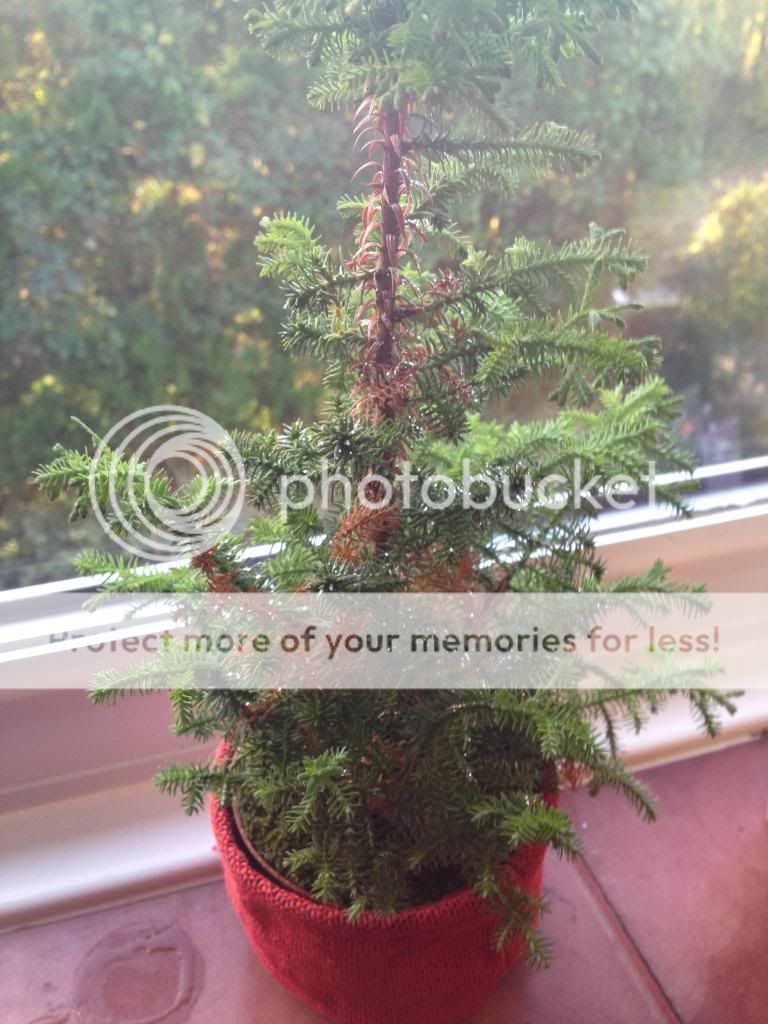 http://i1274.photobucket.com/albums/y435/talksr/Plants/photo1_zps242029fd.jpg